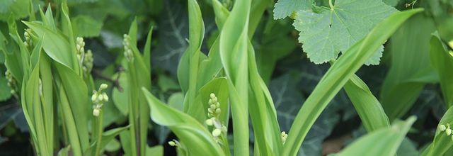 Muguet frileux
