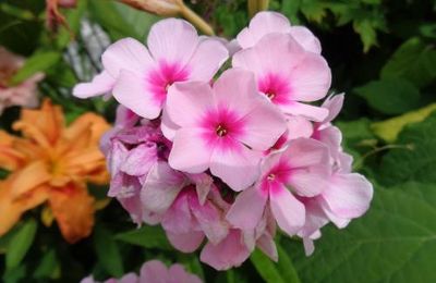 il y en a au jardin