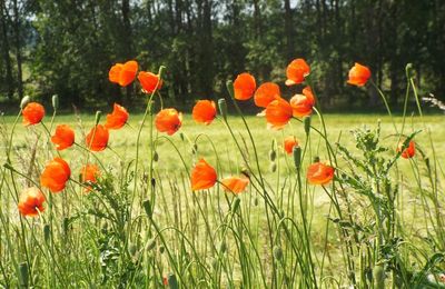 un "amoureux" des coquelicots ...