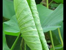 Feuille de Lotus sacré
