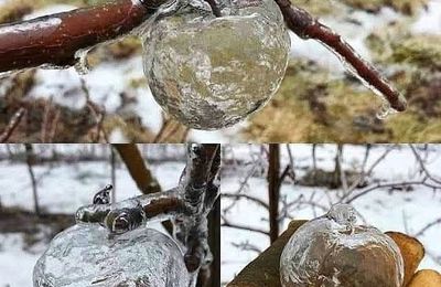 La "pomme fantôme"