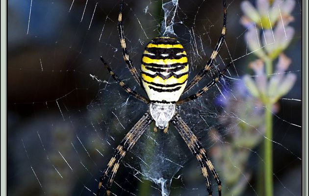 Argiope frelon ou Épeire fasciée (Argiope bruennichi) et son cocon - Lartigau - Milhas - 31