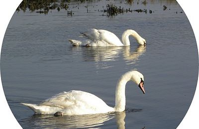 Le cygne d'Isdaël...