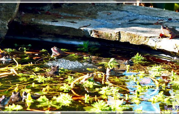 Invasion de grenouilles rousses - Lartigau - Milhas - 31