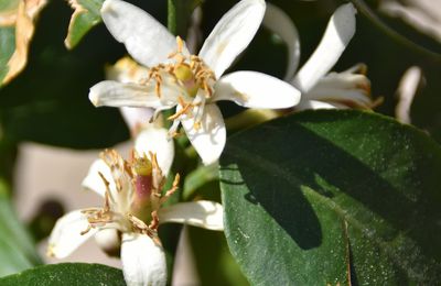 EB - Petites fleurs au jardin - avril 2025...