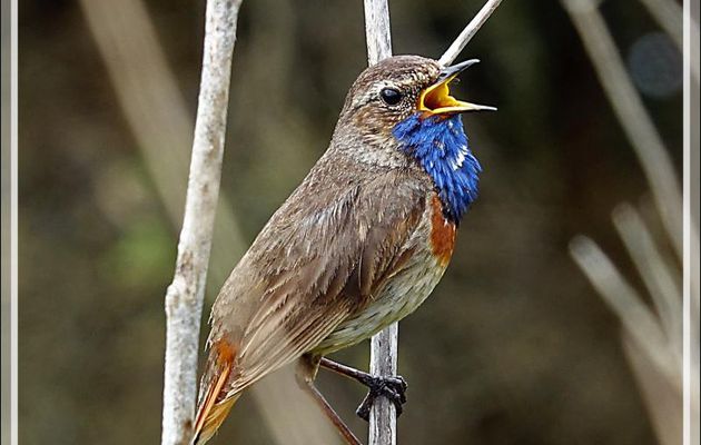Gorge-bleue à miroir, Bluethroat (Luscinia svecica) - Loix - Ile de Ré - 17
