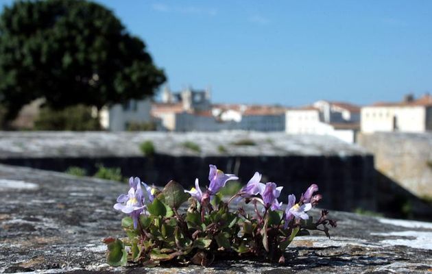 Cymbalaire des murs (Cymbalaria muralis) - Remparts de Saint-Martin de Ré - Ile de Ré - 17