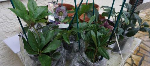 Promesse de fleurs pour cet hiver