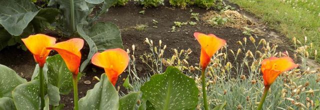 Les Callas de Maggy