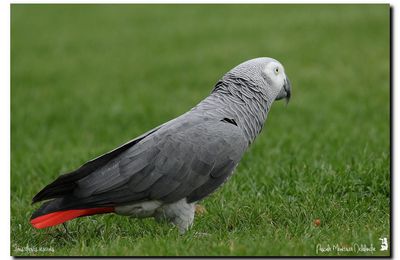 Perroquet jaco ou gris du Gabon (Psittacus erithacus)
