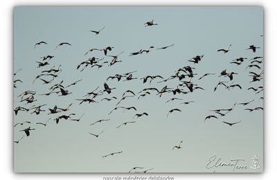 Les Grues cendrées de Camargue...