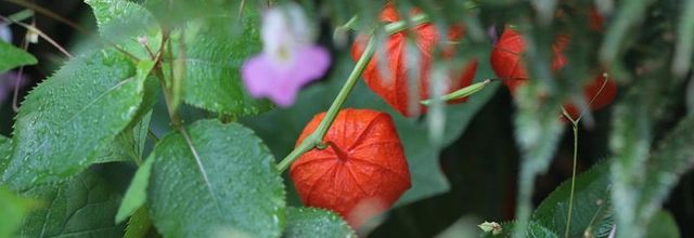 Entre été et automne, le coeur du jardin balance