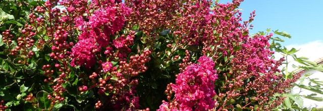 Il y a des fleurs partout pour qui veut bien les voir.. H Matisse