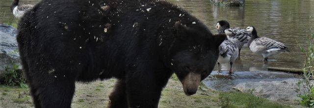 Ours brun du Canada
