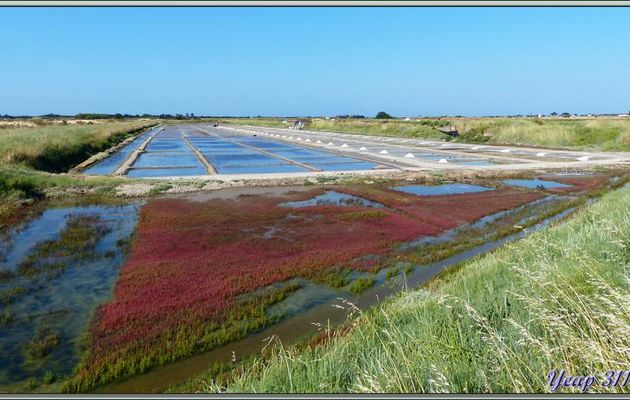 Marais salant, le mulon et le paludier en plein travail - Ars-en-Ré - Île de Ré - 17