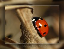 Coccinelle à 7 points