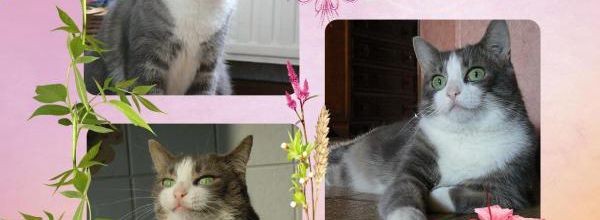 Dingle, une princesse s'est envolée