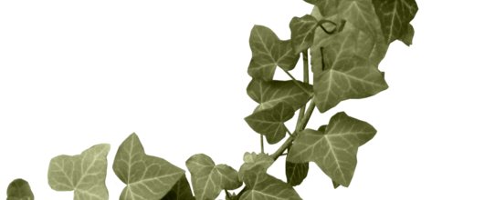 Ѽ Vegetation 