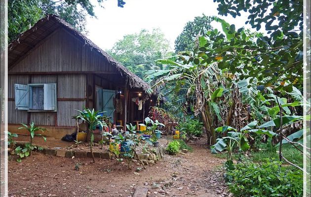 Promenade dans la forêt de Nosy Sakatia : Bébé avait repéré l'indiscret ! - Madagascar