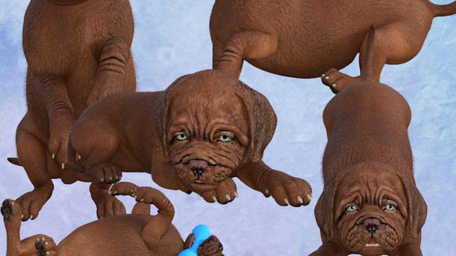 Chiot - Puppy (animal-chien- tube)