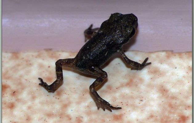 Juvénile d'Alyte (Alytes obstetricans), crapaud accoucheur (Erreur, voir ci-dessous) - Lartigau - Milhas - 31