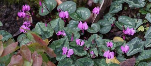 Comme un petit coussin