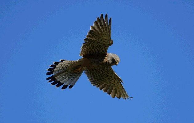 Animation .gif : Faucon crécerelle en "vol du Saint-Esprit", Common Kestrel (Falco tinnunculus) - La Couarde-sur-Mer - Ile de Ré - 17