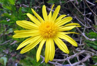 fleurs et bébètes