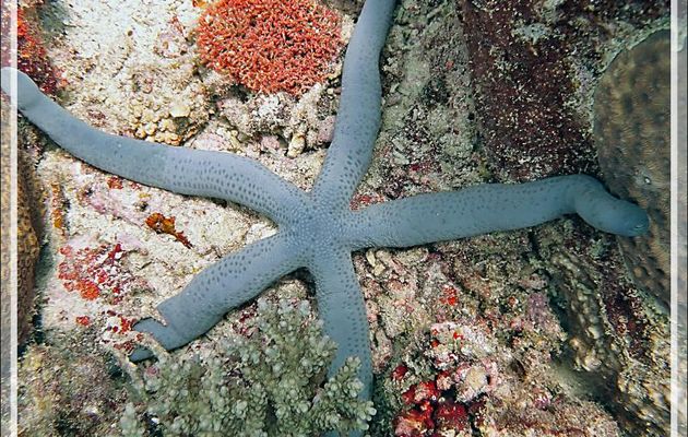 Etoile de mer bleue, Linckia bleue, Etoile-comète bleue, Blue sea-star, Blue Linckia (Linckia laevigata) - Betaniazo - Nosy Tsarabanjina - Nosy Mitsio - Madagascar