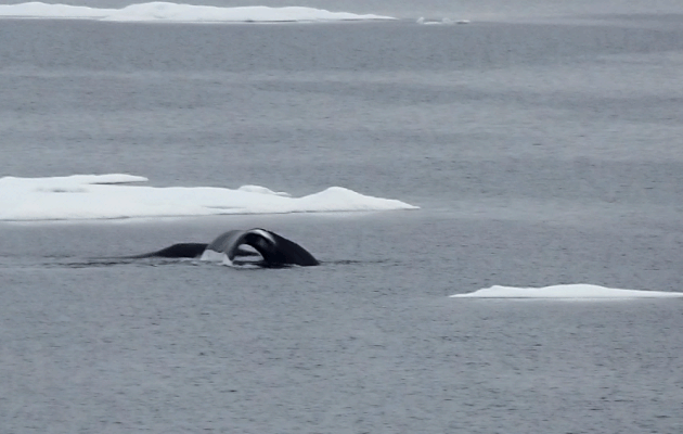 4 septembre 2016 : brève rencontre avec deux rares Baleines boréales, Bowhead whale (Balaena mysticetus) - Mer des Tchouktches - Alaska
