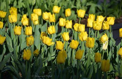 Parc Floral de Paris : des tulipes de toutes les couleurs