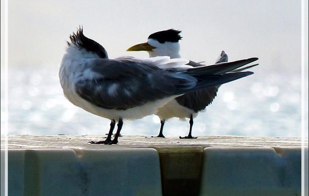 Sterne huppée, Greater Crested Tern (Thalasseus bergii) - Rotoava - Atoll de Fakarava - Tuamotu - Polynésie française
