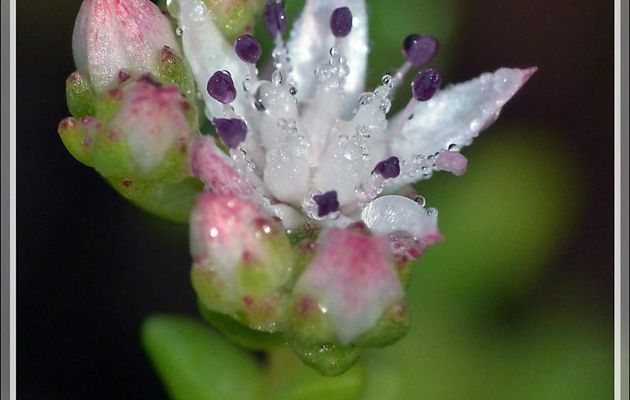 Fleur d'Orpin anglais (Sedum anglicum) sous la pluie de ce mois d'août - Verdun - 09
