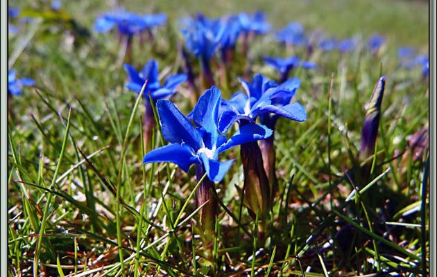 Gentiane de printemps ou printanière (Gentiana verna) - Couledoux - 31