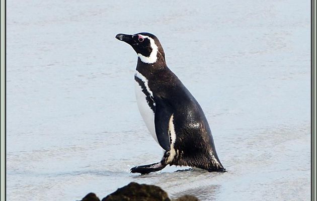 Le bain de siège du Manchot de Magellan (Spheniscus magellanicus) - Volunteer Point - Falkland Islands, Iles Malouines, Islas Malvinas