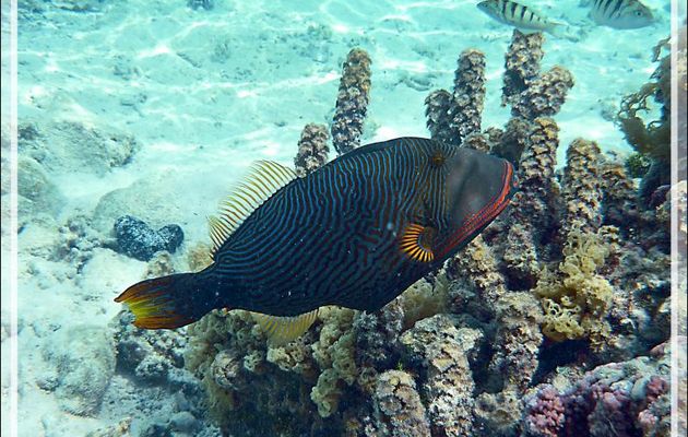 Baliste strié ou ondulé (Mâle), Orange-lined or Undulate triggerfish (Balistapus undulatus) - Jardin de Corail - Motu Tautau - Taha'a - Polynésie française