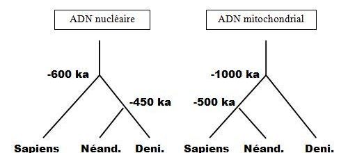 13 - Les Dénisoviens