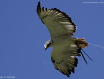 Buse augure - Buteo augur -  Augur Buzzard