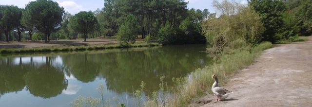 Une balade autour de l'Etang d'Ous Pins à TARTAS (40), le 1er septembre...