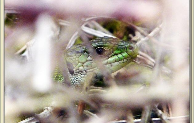 Faune des Pyrénées (Images de mon ancien blog, année 2009)
