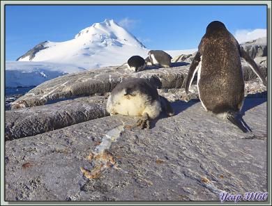 Manchots papous: mieux vaut ne pas être trop près au moment du petit "caca" car ça fuse! - Ile Goudier - Neumayer Channel - Péninsule Antarctique