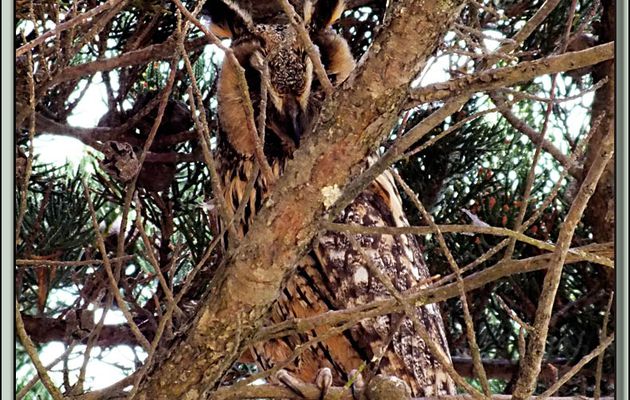 Hibou Moyen-Duc adulte, Long-eared Owl (Asio otus) - Ars-en-Ré - Ile de Ré - 17