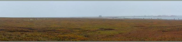 Marche dans la toundra embrumée - Herschel Island (Qikiqtaruk) - Yukon - Canada