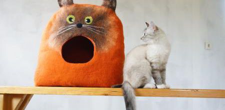 Des abris douillets en forme de chat