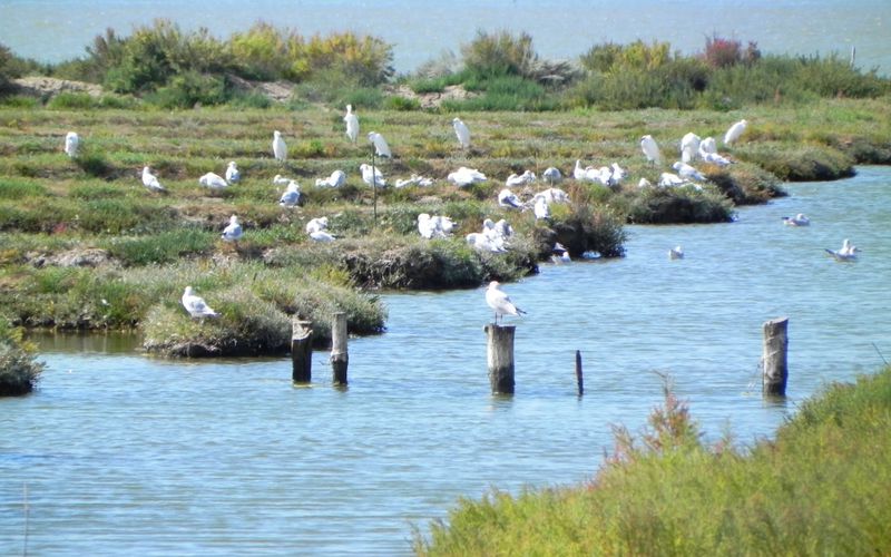 les oiseaux du marais de Marennes 17