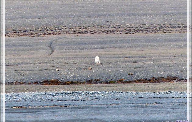 Vers 12 h 45, bingo ! Un ours blanc est en train de manger quelque chose sur la grève (Polar bear) - Creswell Bay - Somerset Island - Nunavut - Canada
