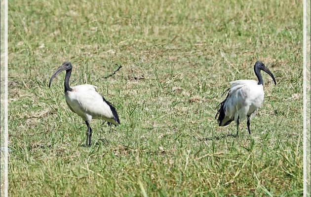 Ibis sacré, African Sacred Ibis (Threskiornis aethiopicus) - Safari nautique - Parc National de Chobe - Botswana