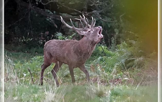 28/09/2019 le soir et 29/09 le matin : brame du cerf - Lartigau - Milhas - 31