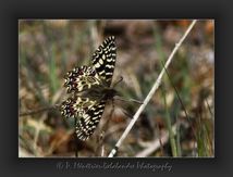 Diane Zerynthia polyxena (Papillon protégé) - Papilionidae