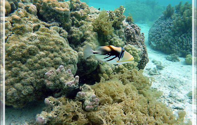 Baliste Picasso clair, Blackbar triggerfish (Rhinecanthus aculeatus) - Jardin de Corail - Motu Tautau - Taha'a - Polynésie française